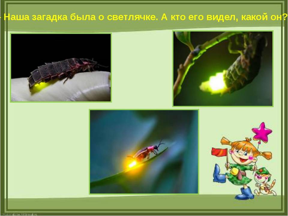 Светлячок насекомое. образ жизни и среда обитания светлячка | животный мир