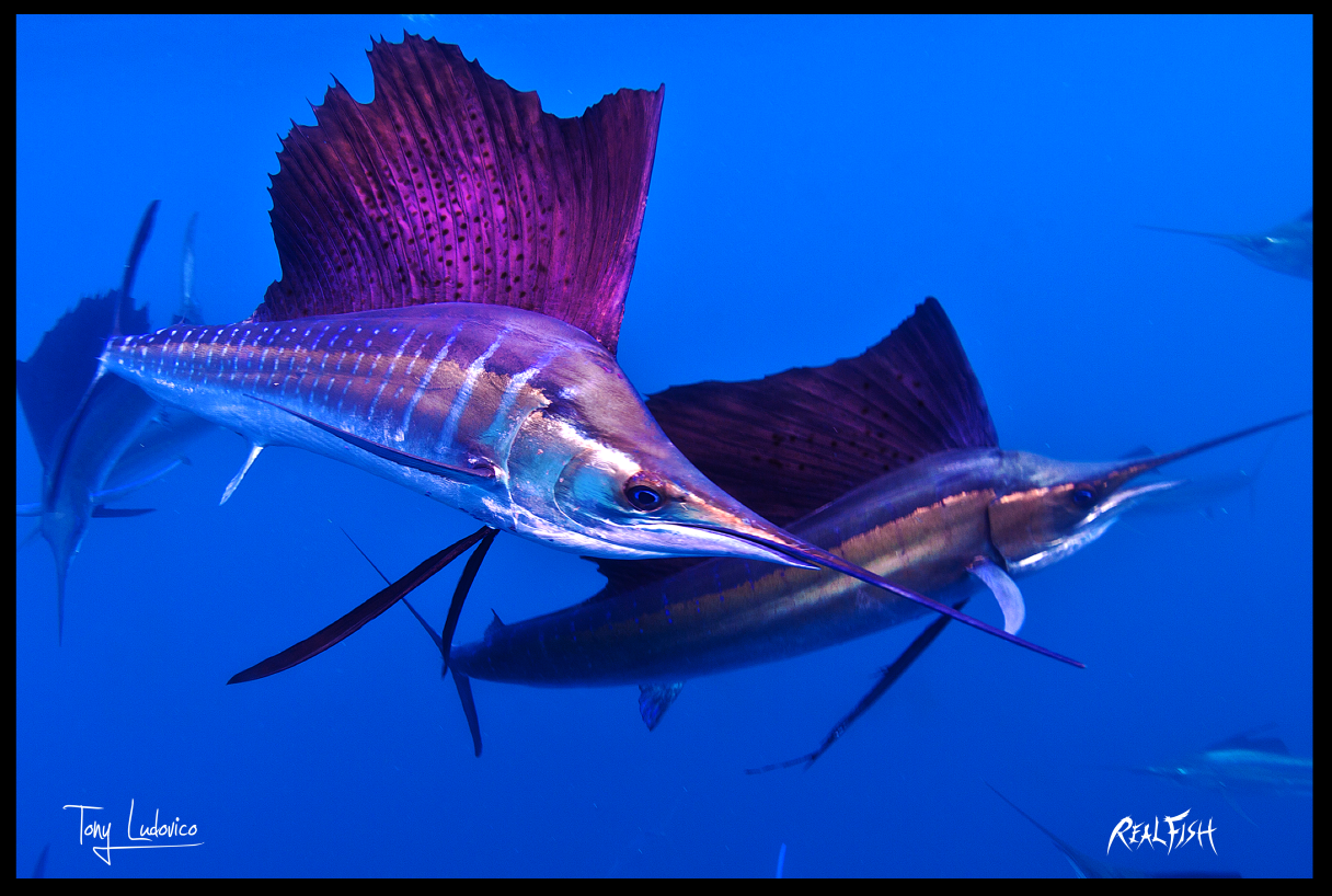 Рыба парусник: описание вида, где обитает, характеризующие фото
