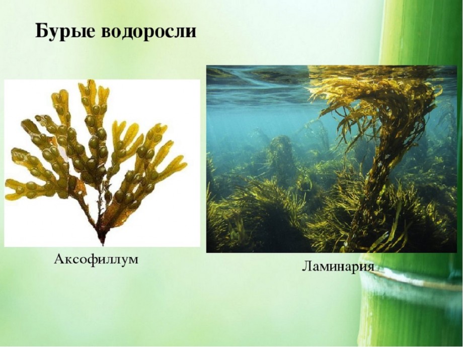 Фукус группа. Класс бурые водоросли ламинария. Ламинария зеленая водоросль. Однолетние бурые водоросли. Многоклеточные бурые водоросли.