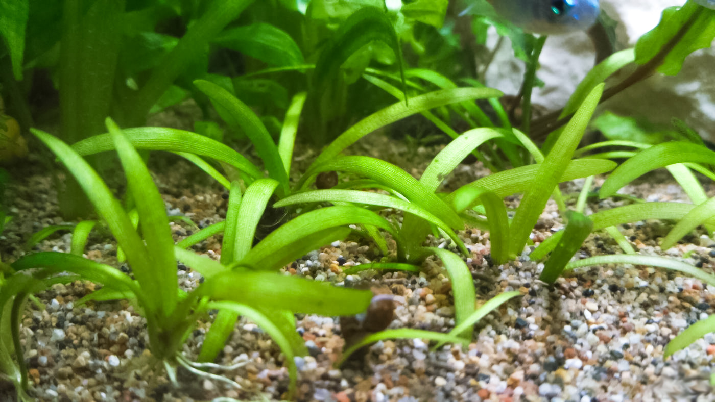 Сагиттария: аквариумное растение для начинающих - бортжурнал