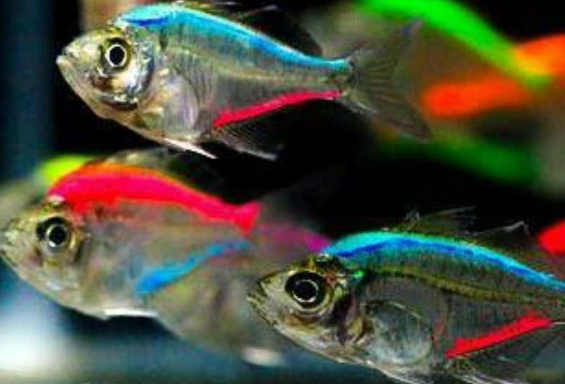 Стеклянный окунь – прозрачная рыба для дома - все про питомцев