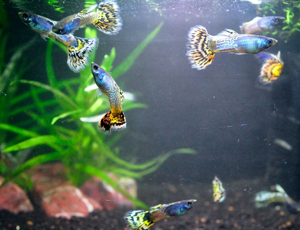 Гуппи ???? аквариумная рыбка: виды, кормление, содержание, разведение, фото - aqa.wiki