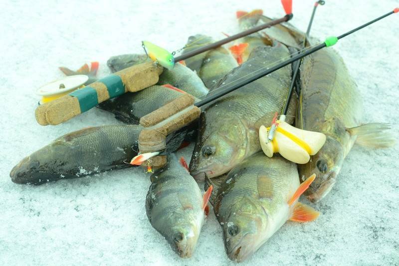 Места для рыбалки в ленинградской области – платная и бесплатная рыбалка!