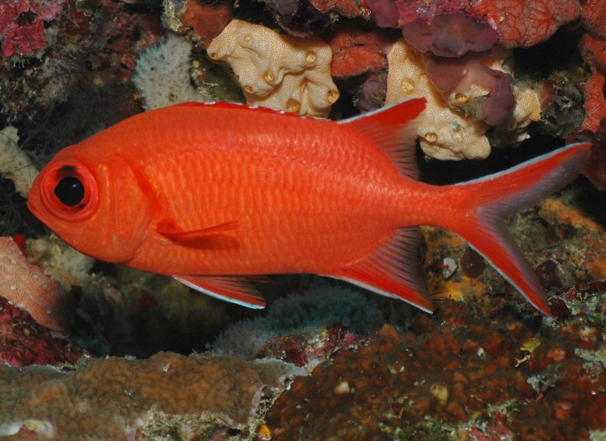 Сом фото и описание – каталог рыб, смотреть онлайн