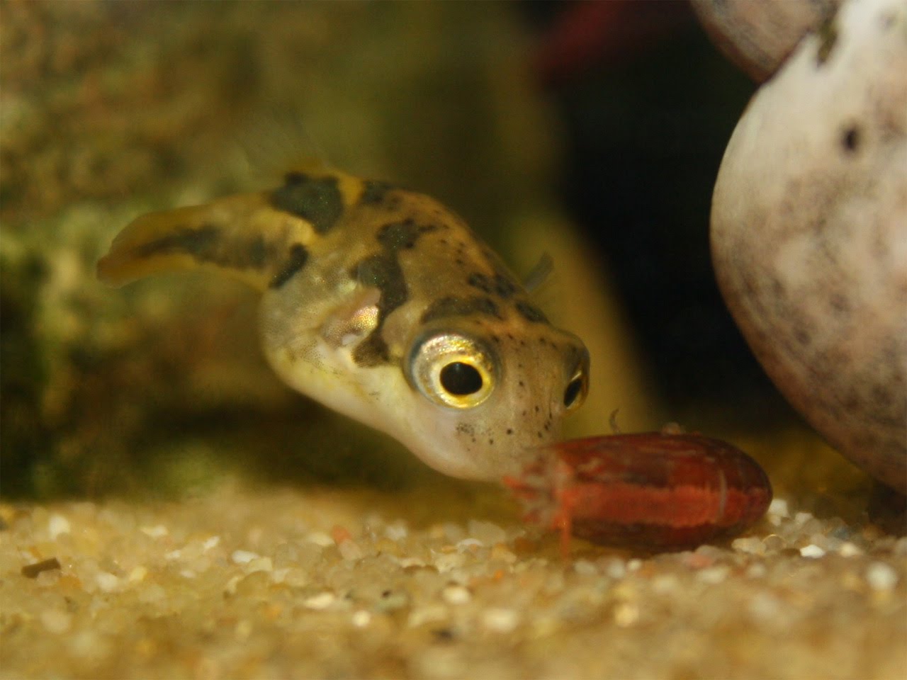 Тетрадон карликовый: содержание зеленой или желтой аквариумной рыбки
