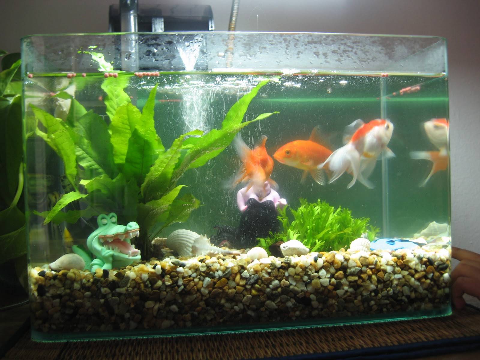 Разведение золотых рыбок в домашних условиях, условия содержания