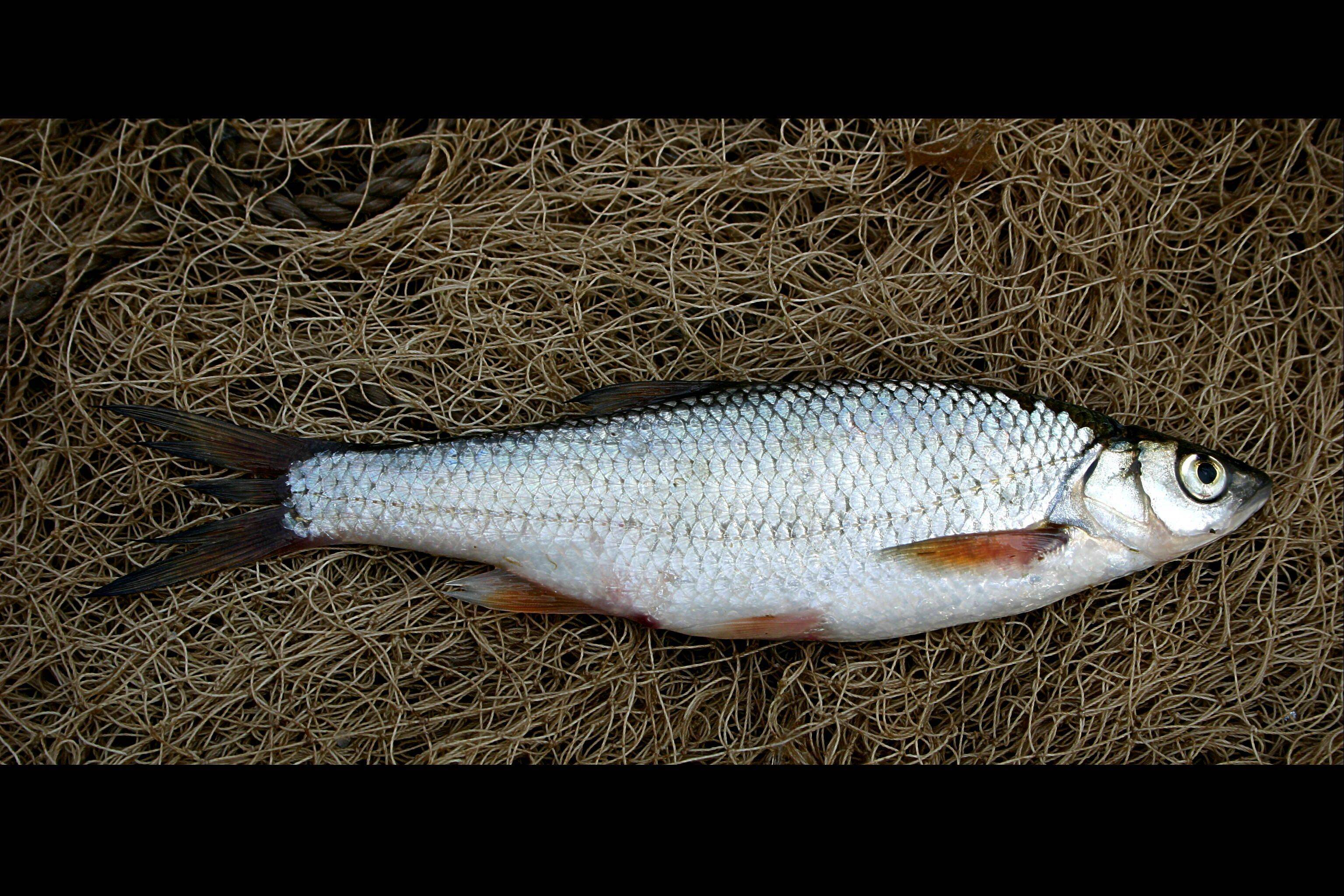 Елец (рыба): описание и фото, ареал обитания, как и на что ловить