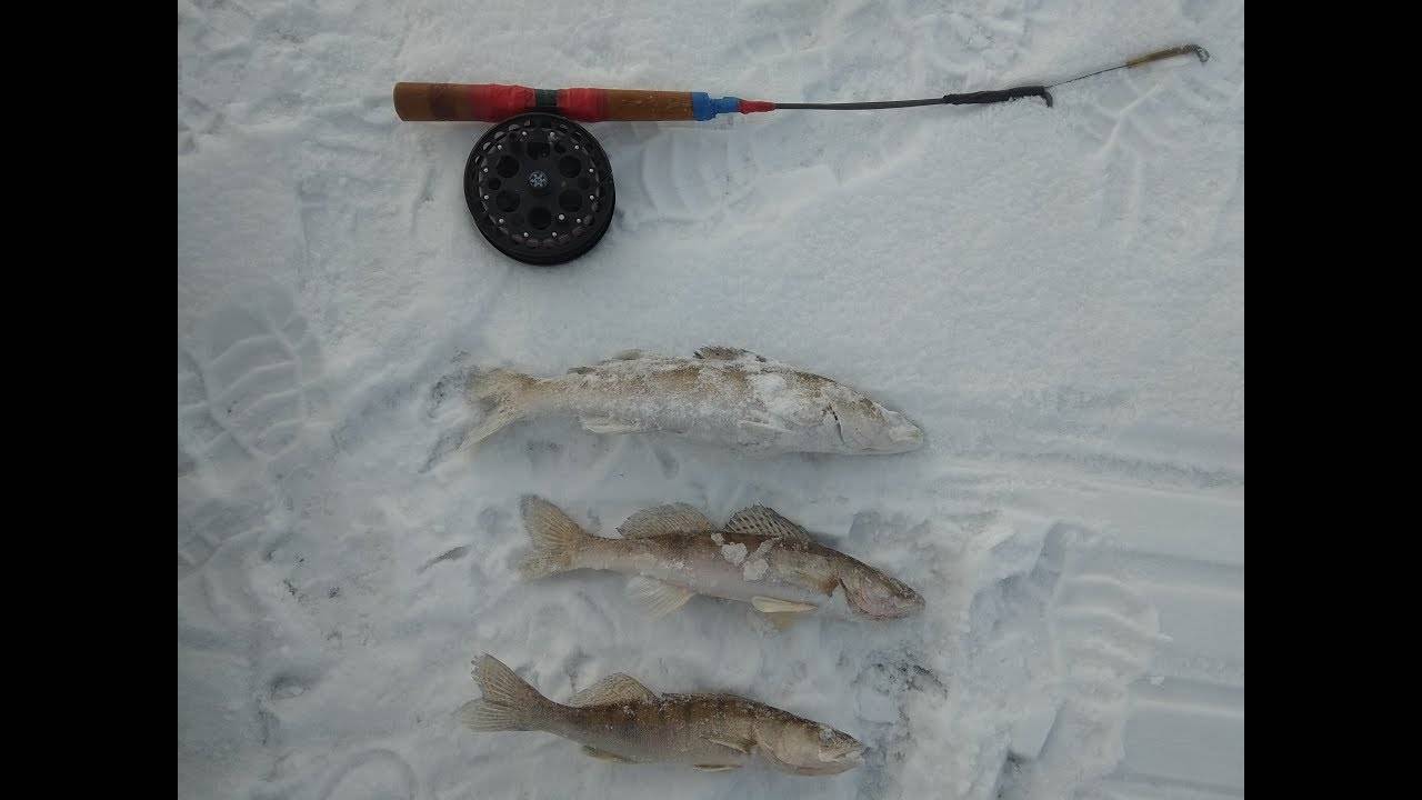 Ловля судака зимой на тюльку: оснастка, тактика ловли, снасти - рыбакmak