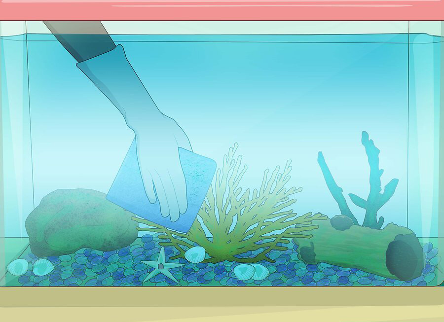Как часто и правильно моют аквариум с рыбками?