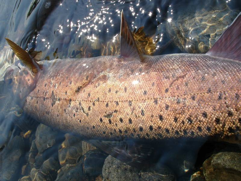 Ленок (рыба): описание, фото :: syl.ru