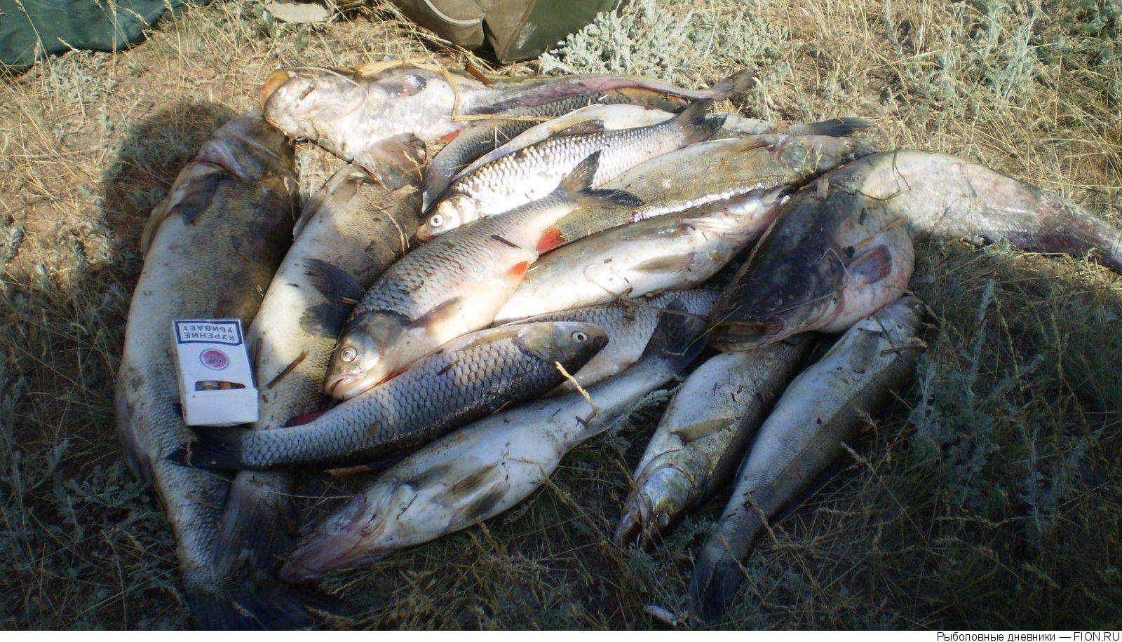 Рыбалка в саратовской области: на волге, отчеты 2021 в контакте