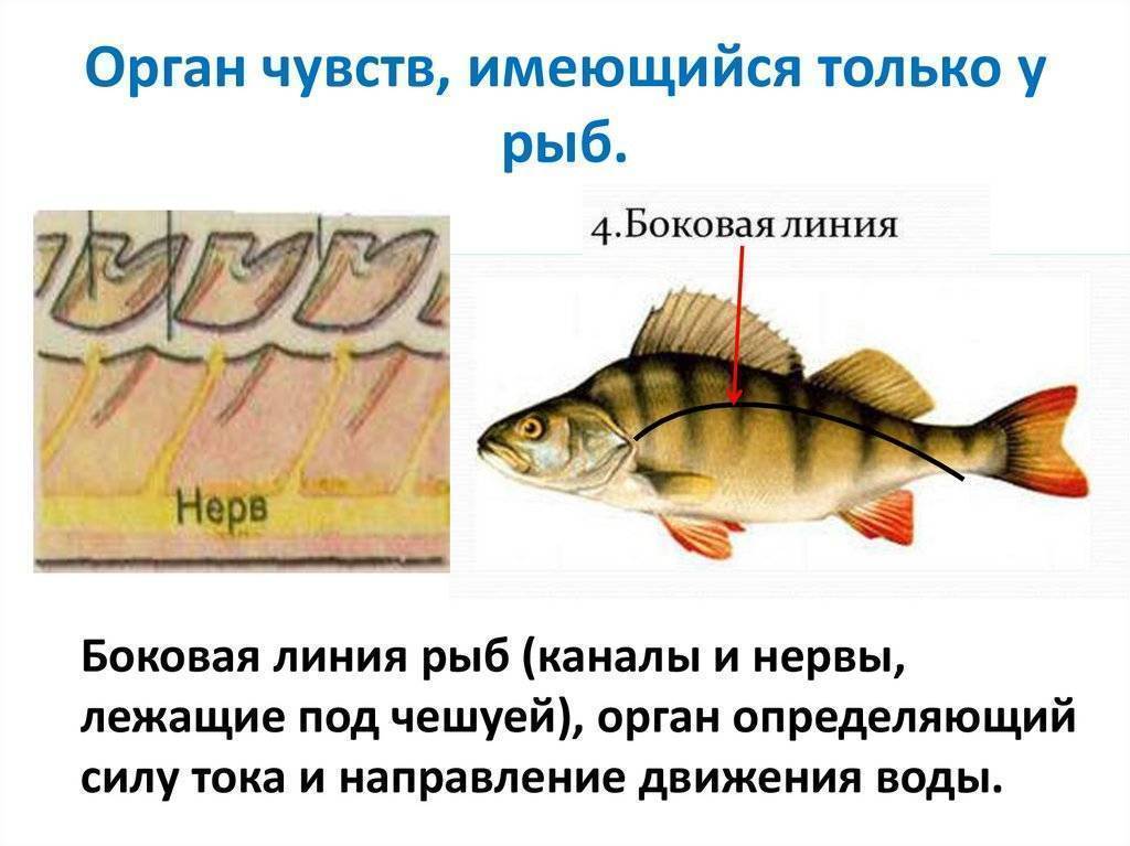 Органы обоняния и вкуса у рыб. что чувствуют рыбы?