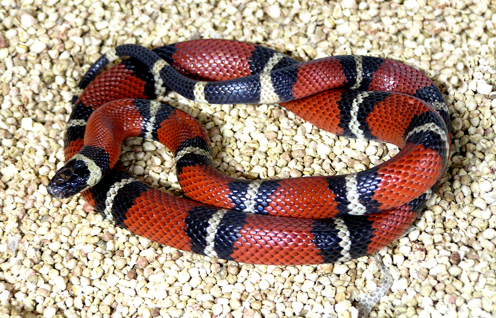 Молочная змея: внешний вид и особенности жизни.содержание рептилии в неволе  :: syl.ru