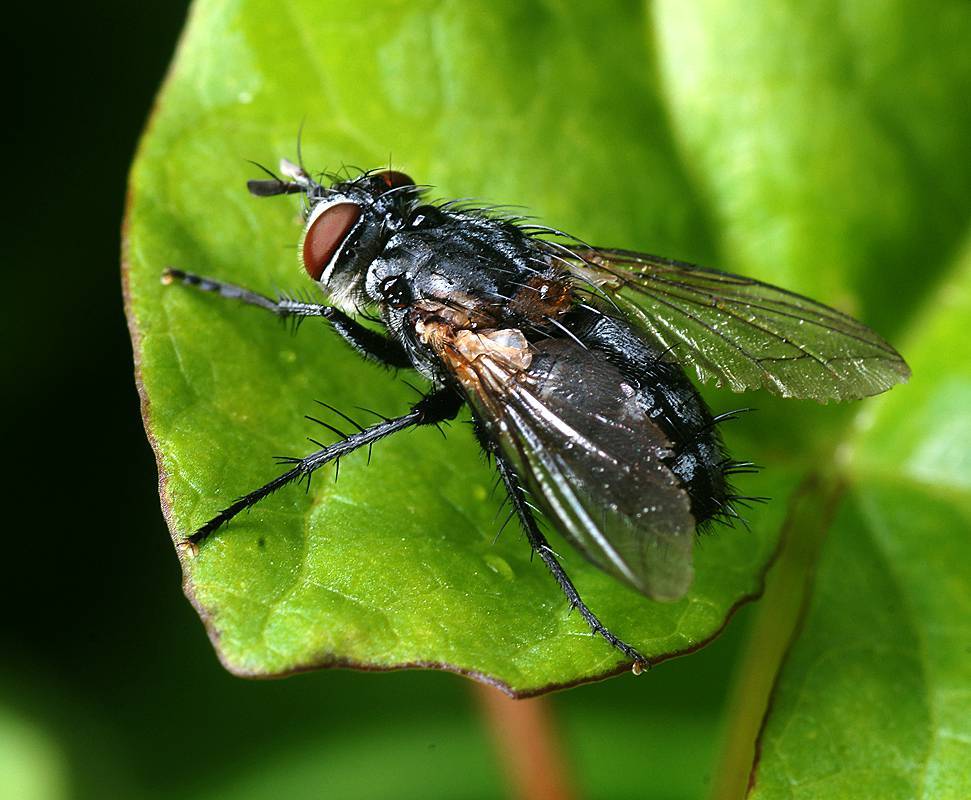 Навозная муха — грозный хищник и помощник человека. описание и фото навозной мухи
