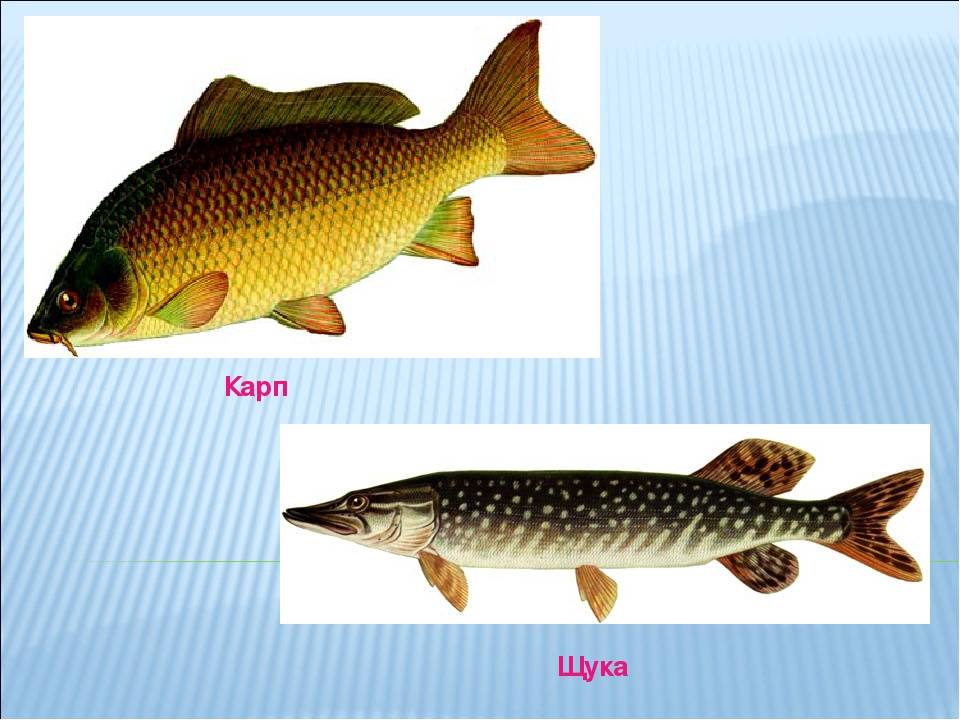 Глава 1. рыбы и среда их обитания