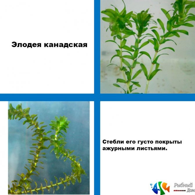 Аквариумное растение элодея