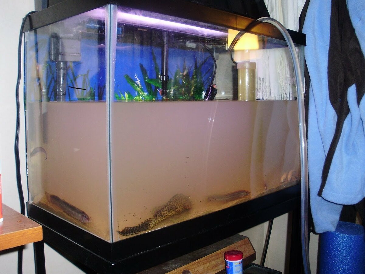Как обеззаразить большой аквариум после смерти рыбки. как продезинфицировать аквариум