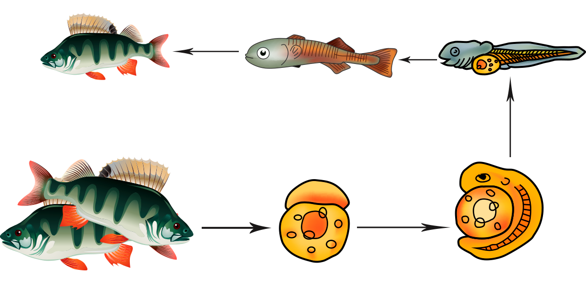 Лосось внутреннее оплодотворение. Цикл развития рыбы схема. Схема этапов развития рыб. Цикл развития костных рыб. Наружное оплодотворение у рыб схема.