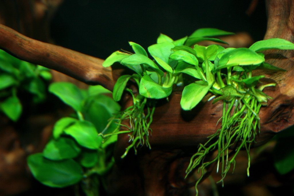 Анубиас: популярные виды, требования к содержанию в аквариуме, размножение и посадка растения
