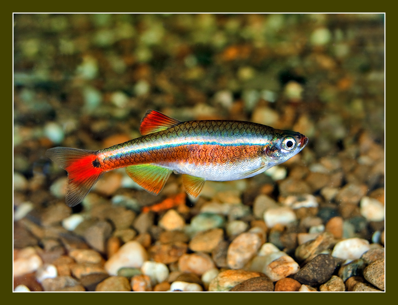 Рыбки кардиналы: описание, содержание, размножение, совместимость :: syl.ru