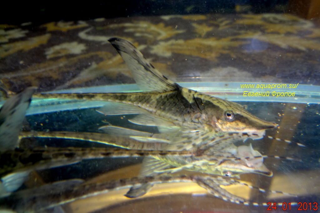 Стурисома панамская аквариумная рыбка сом-водорослеед