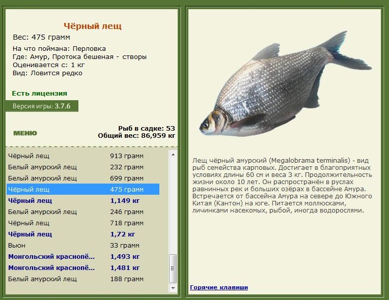 Рыба белый амур: фото с описанием, где водится и как поймать, на что клюет, костлявая или нет, вкусовые качества рыбы