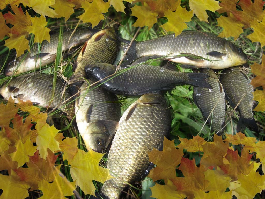 Осенняя рыбалка - все о рыбалке осенью: особенности, снасти, снаряжения, секреты и видео - fishingwiki