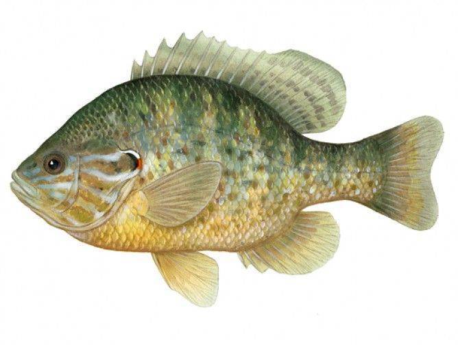 Морской окунь золотистый фото и описание – каталог рыб, смотреть онлайн