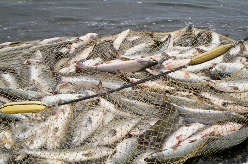 Рыболовные сети, разрешенная рыбалка сетями