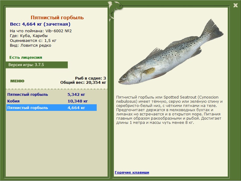 Рыба «Горбыль пятнистый» фото и описание