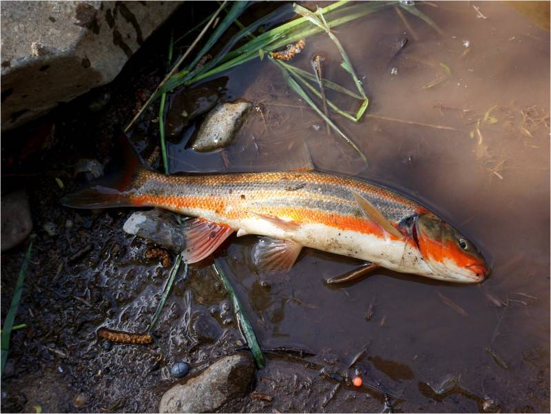 Рипус фото и описание – каталог рыб, смотреть онлайн