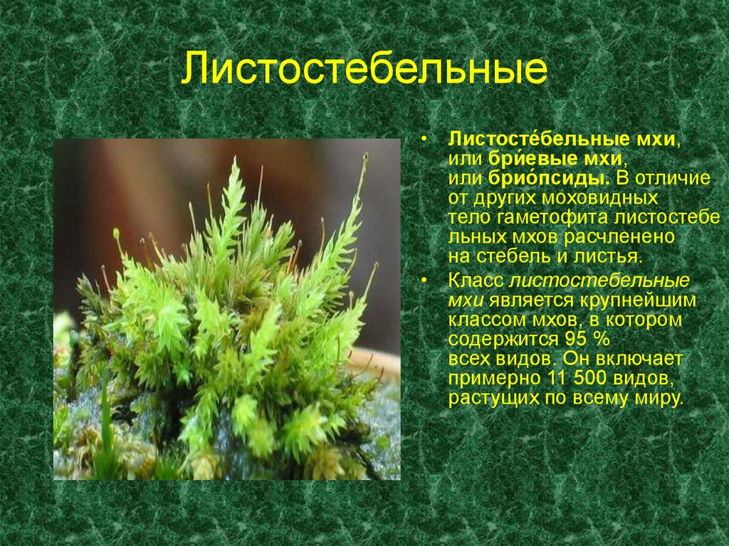 Примеры группы мхи. Листостебельные мхи сфагновые. Класс листостебельные мхи Bryopsida. Класс листостебельные мхи представители. Листостебельный зеленый мох.