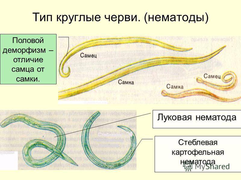 Какая форма червя. Круглые паразитические черви нематоды. Круглые черви нематоды паразиты. Нематоды - Первичнополостные черви. Тип круглые черви нематоды.