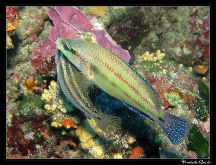 Рипус фото и описание – каталог рыб, смотреть онлайн
