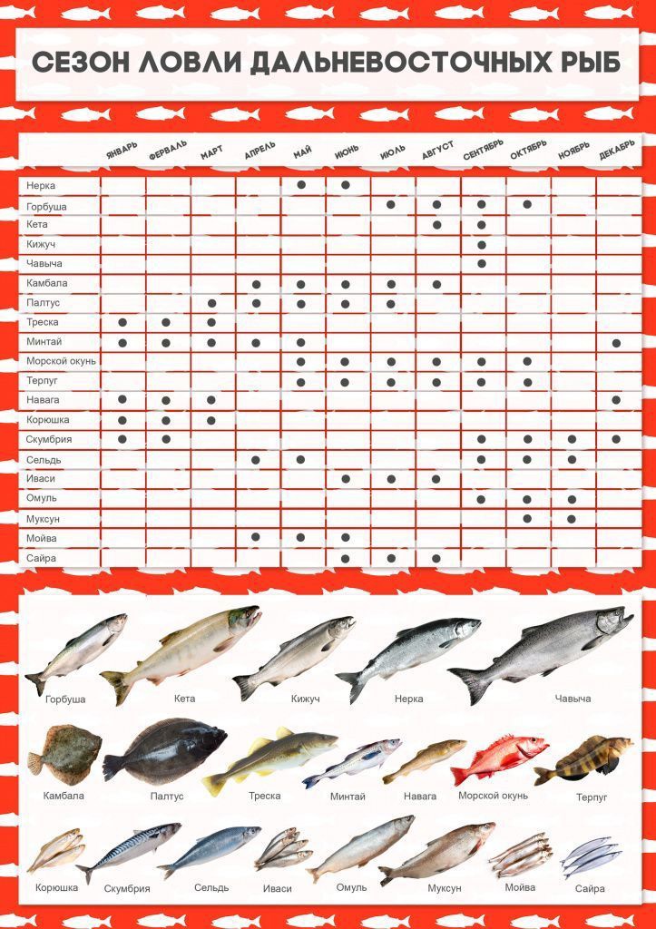 Рыба густера биологическая характеристика и способы ловли