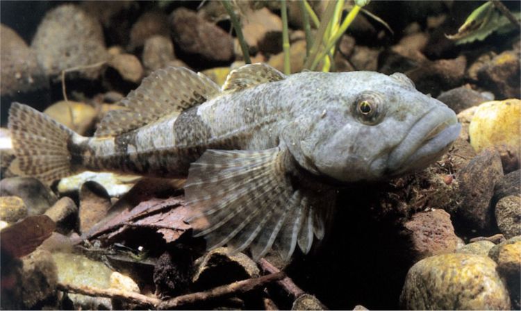 Рыба подкаменщик обыкновенный: фото и описание :: syl.ru