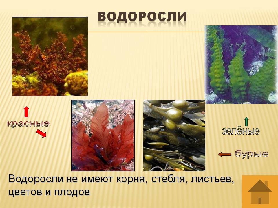 Водоросли корень. Водоросли зеленые бурые красные. Водоросли не имеют. Красные водоросли листы. Водоросли имеют корни.