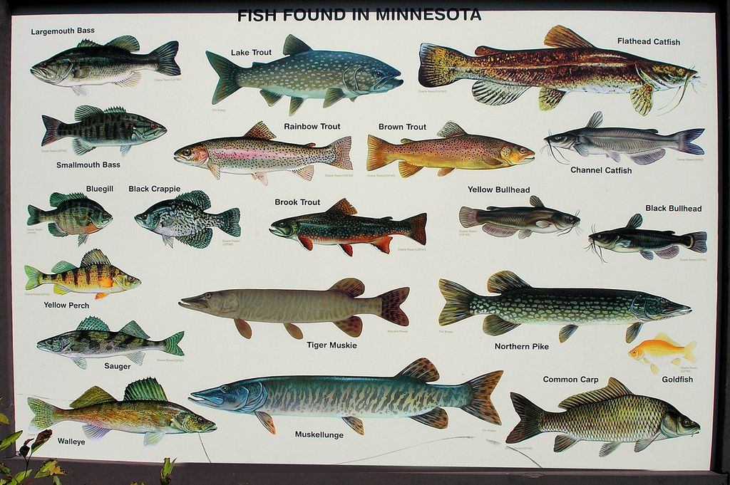 Рыбы озер. названия, описания и особенности рыб обитающих в озерах | животный мир