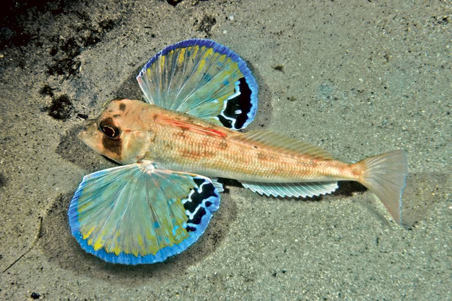 Рыба «Тригла обыкновенная» фото и описание