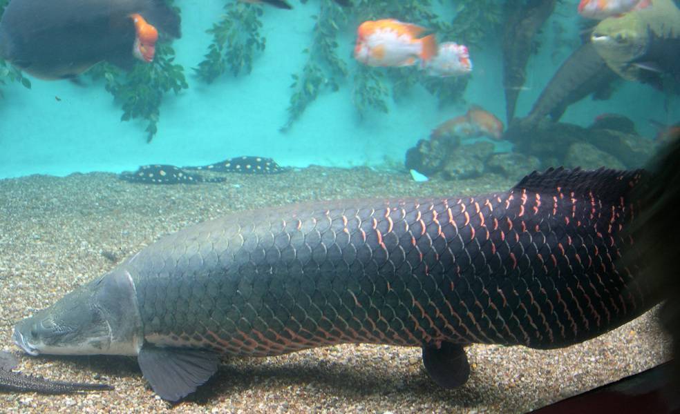 Рыба «Арапаима» фото и описание