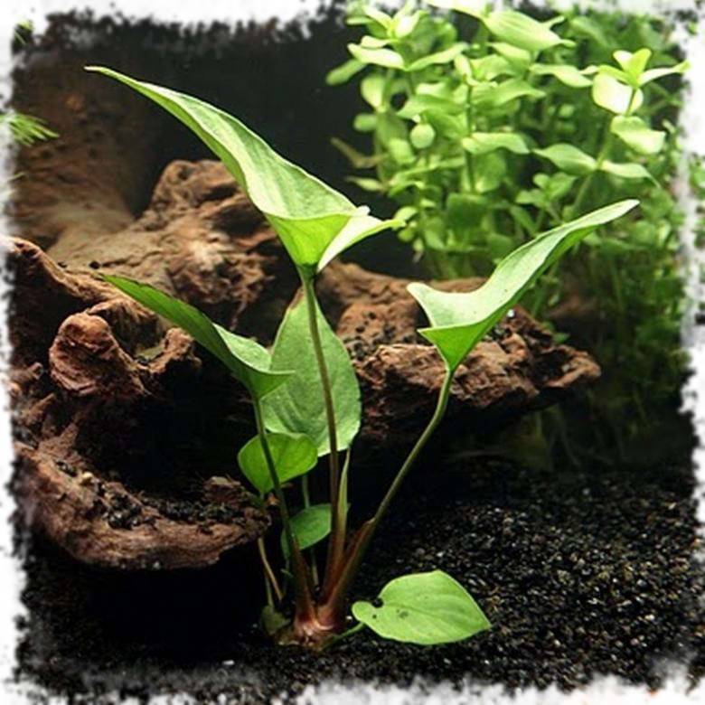 Анубиас: растение для аквариума, содержание, как размножить, почему не растет