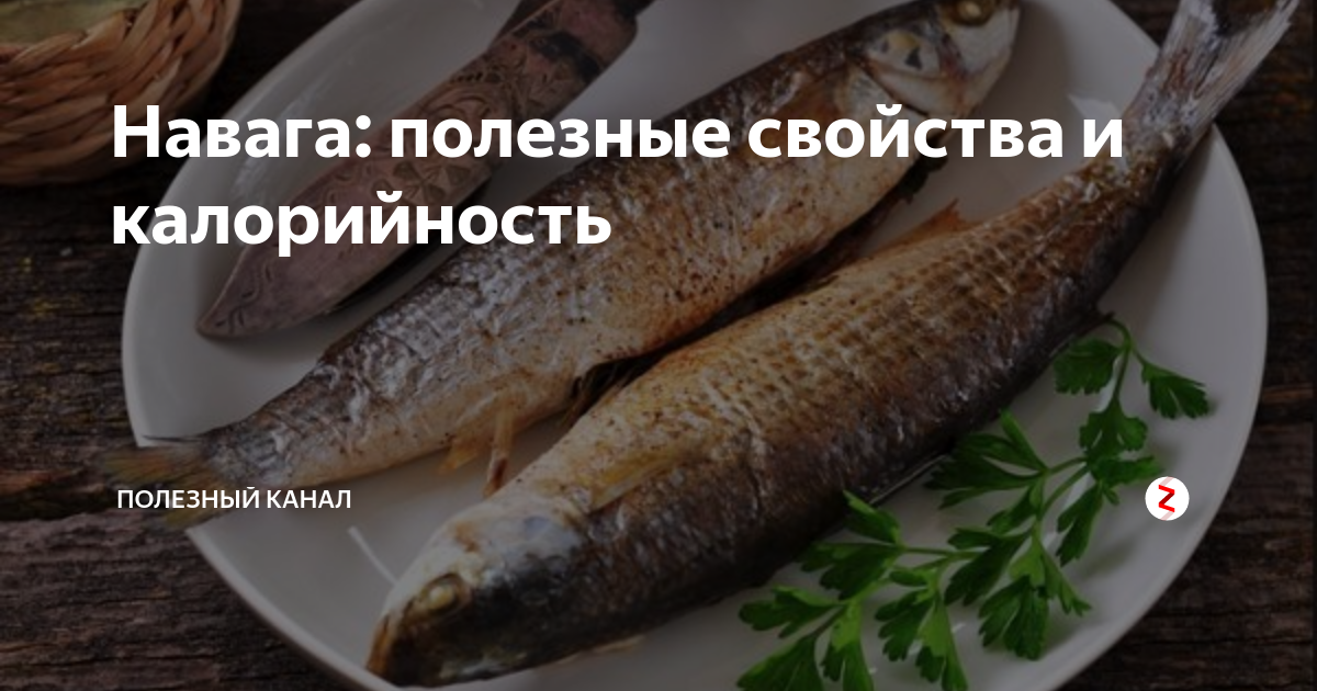 Где, когда и на что ловить налима? рыбалка на налима :: syl.ru