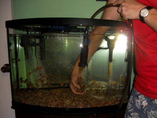 Почему умирают рыбки в аквариуме: причины и что делать в этом случае