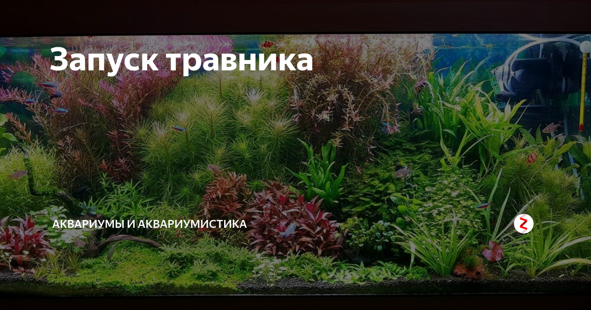 Травник аквариум для растений - oozoo.ru