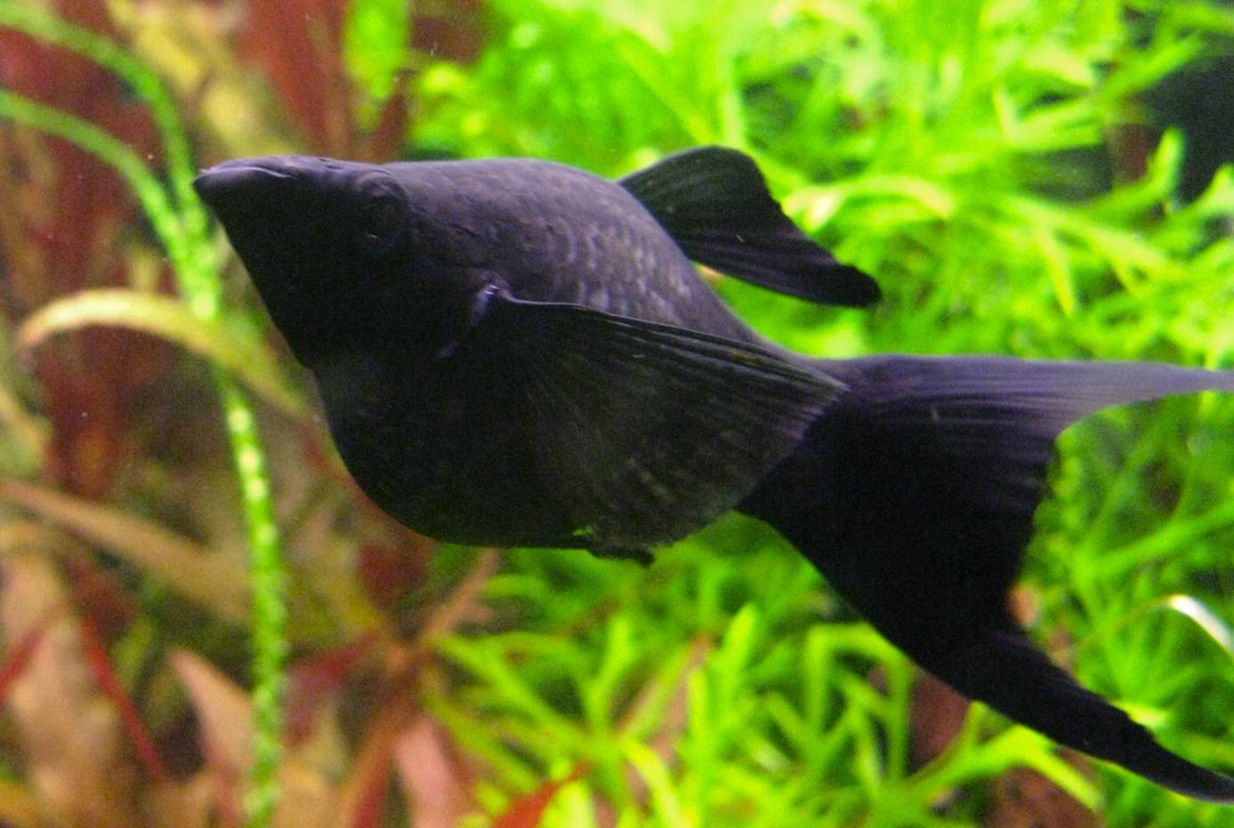 Моллинезия аквариумная рыбка, ее содержание и кормление, как отличить самку от самца и как они размножаются