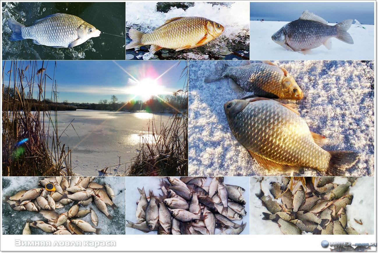 Ловля карася зимой на реке, озере и в пруду: где и как ловить, выбор снасти и оснастки для зимней рыбалки, видео как искать и поймать крупную рыбу