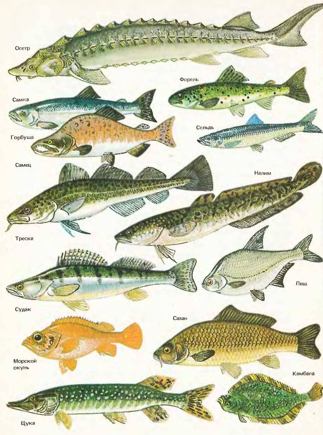 Хищные рыбы: виды плотоядных рыб из моря, рек и пресноводных водоемов; названия и описание хищников