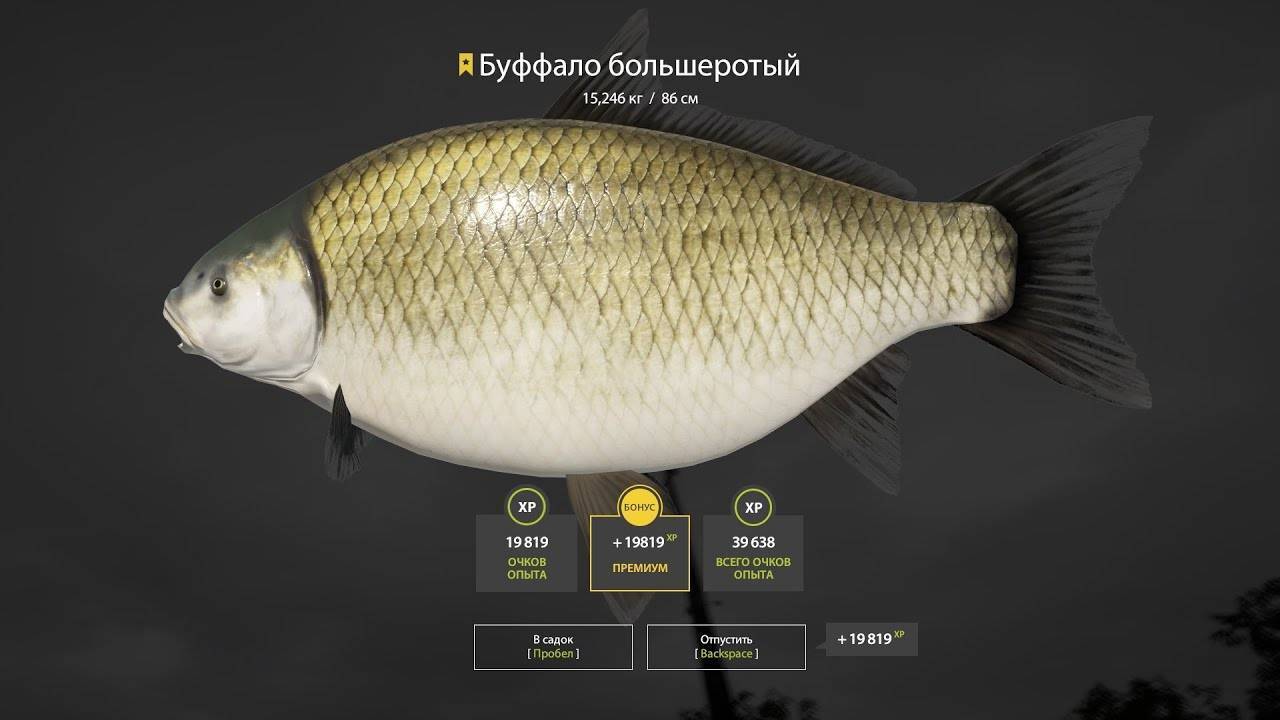 Зубан фото и описание – каталог рыб, смотреть онлайн