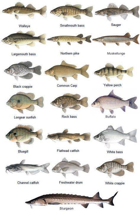 Хищные рыбы. названия, описания и особенности хищных рыб | живность.ру