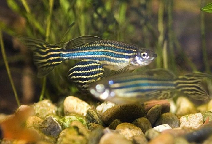 Рыбка данио: уход и содержание, виды и с кем уживаются, размножение и виды болезней